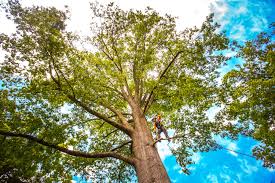 Professional Tree Services in Alto, GA