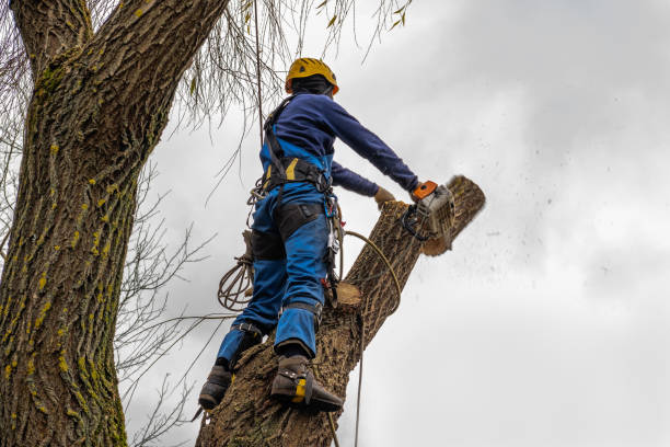 Best Arborist Consultation Services  in Alto, GA