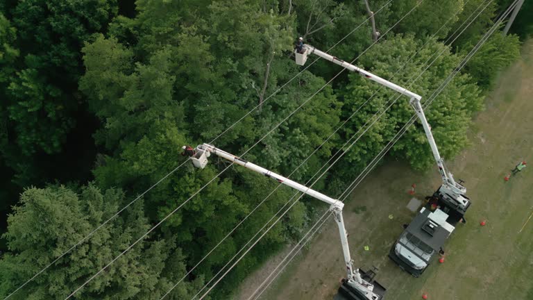 Best Emergency Tree Removal  in Alto, GA