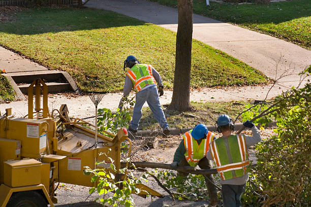 Seasonal Cleanup (Spring/Fall) in Alto, GA