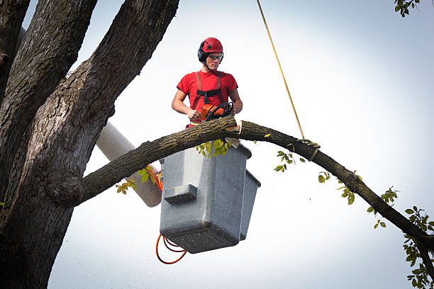 Best Tree Cabling and Bracing  in Alto, GA