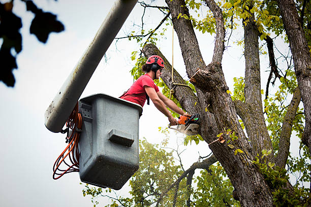 Best Root Management and Removal  in Alto, GA