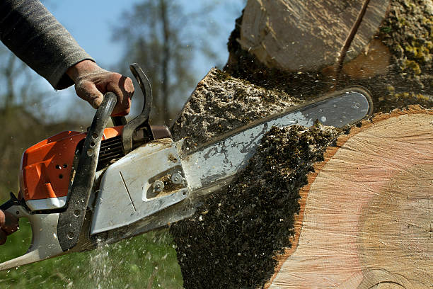 Best Stump Grinding and Removal  in Alto, GA